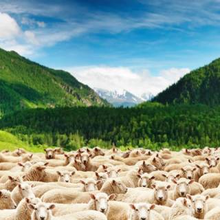 Sheep phone wallpaper