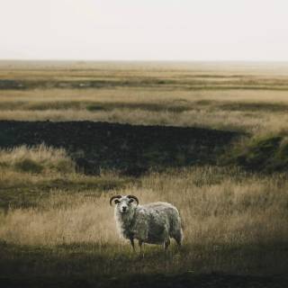 Sheep phone wallpaper
