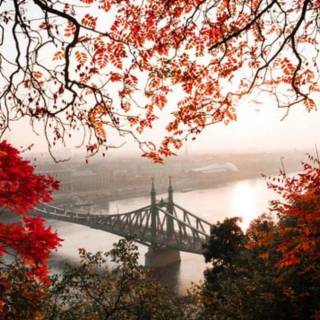 Random phone wallpaper