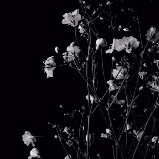 Black flower phone wallpaper