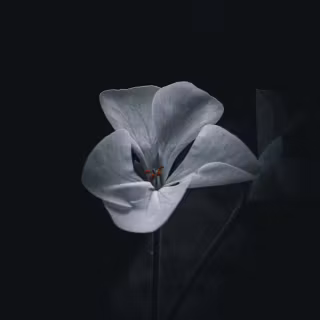 Black flower phone wallpaper