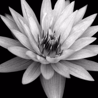 Black flower phone wallpaper