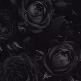Black flower phone wallpaper
