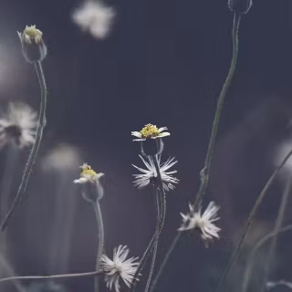 Black flower phone wallpaper