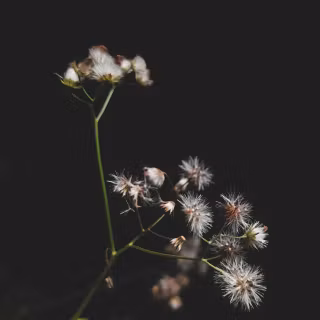 Black flower phone wallpaper