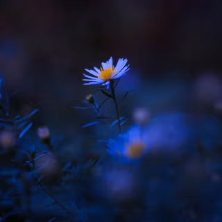 Black flower phone wallpaper