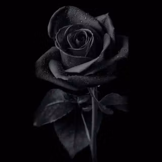 Black flower phone wallpaper