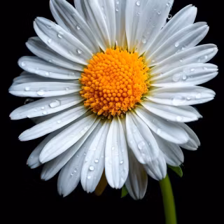 Black flower phone wallpaper