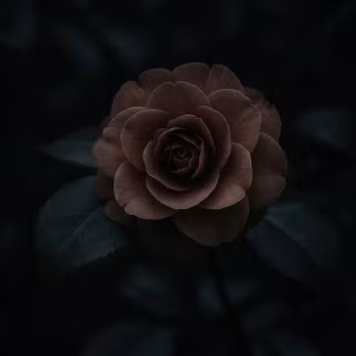 Black flower phone wallpaper