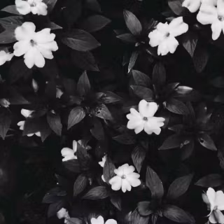 Black flower phone wallpaper