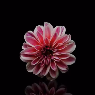 Black flower phone wallpaper