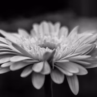 Black flower phone wallpaper