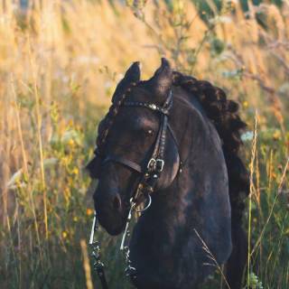 Hobby horse wallpaper