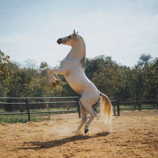 Hobby horse wallpaper