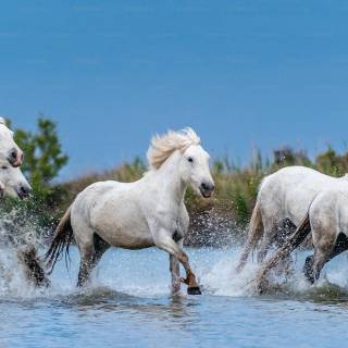 Hobby horse wallpaper