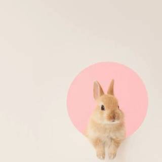 Bunny mobile wallpaper