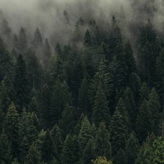 4k pine forest wallpaper