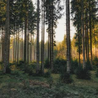 4k pine forest wallpaper