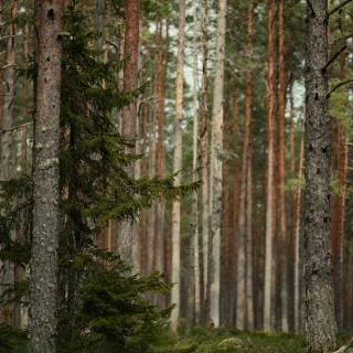 4k pine forest wallpaper