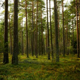 4k pine forest wallpaper