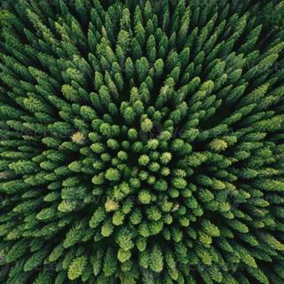 4k pine forest wallpaper
