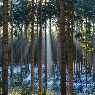 4k pine forest wallpaper