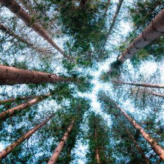4k pine forest wallpaper