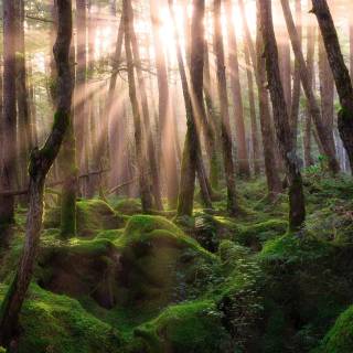 4k pine forest wallpaper