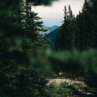 4k pine forest wallpaper