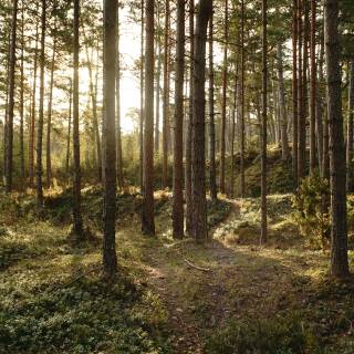 4k pine forest wallpaper