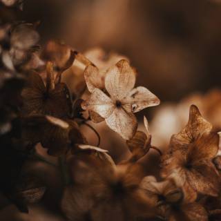 Cute brown phone wallpaper