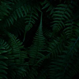 Forest green desktop wallpaper
