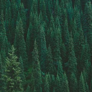 Forest green desktop wallpaper