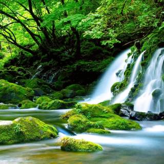 Forest green desktop wallpaper