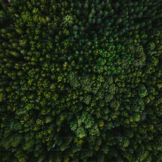 Forest green desktop wallpaper