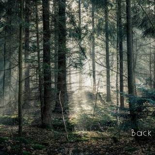 Forest green desktop wallpaper