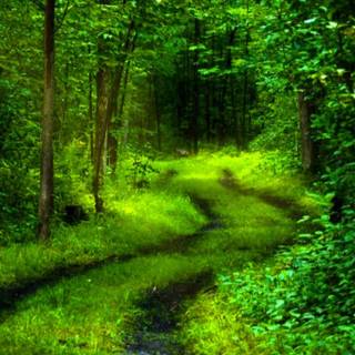 Forest green desktop wallpaper