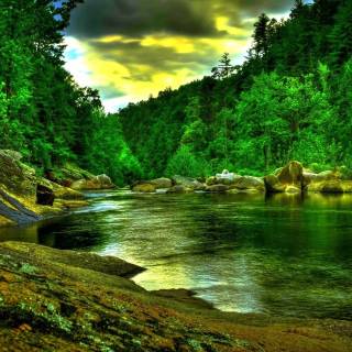 Forest green desktop wallpaper