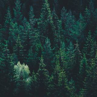 Forest green desktop wallpaper