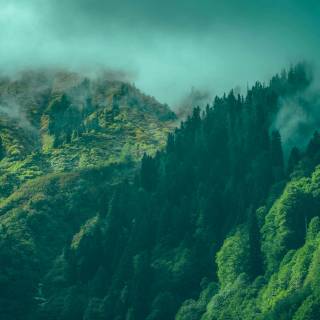 Forest green desktop wallpaper