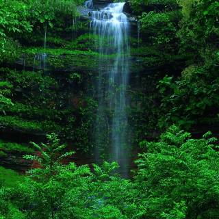 Forest green desktop wallpaper