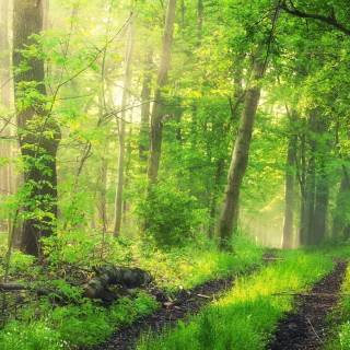 Forest green desktop wallpaper