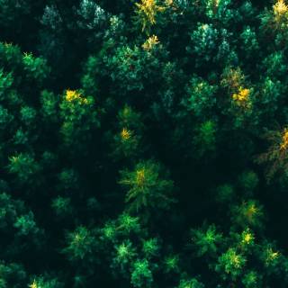 Forest green desktop wallpaper