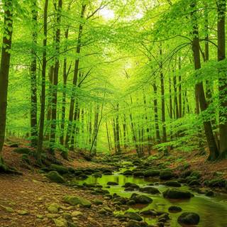 Forest green desktop wallpaper