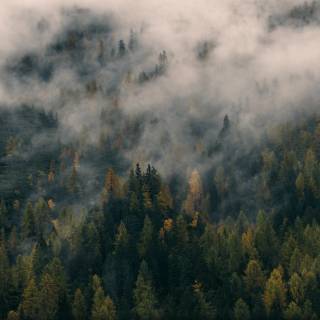 Forest green desktop wallpaper