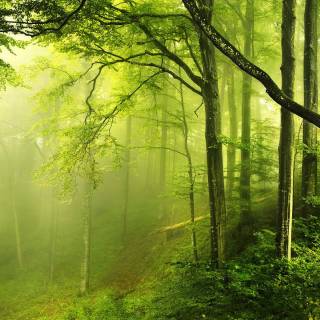 Forest green desktop wallpaper