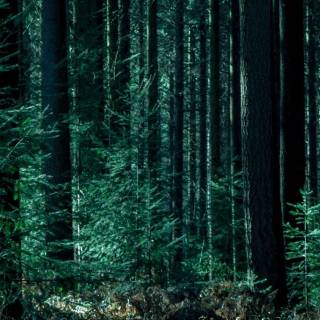 Forest green desktop wallpaper