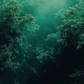 Forest green desktop wallpaper