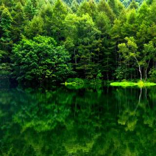 Forest green desktop wallpaper