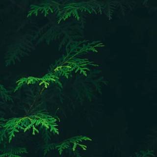 Forest green desktop wallpaper